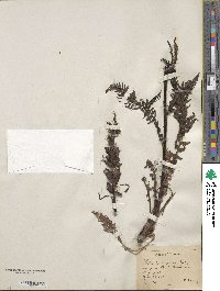 Pedicularis procera image