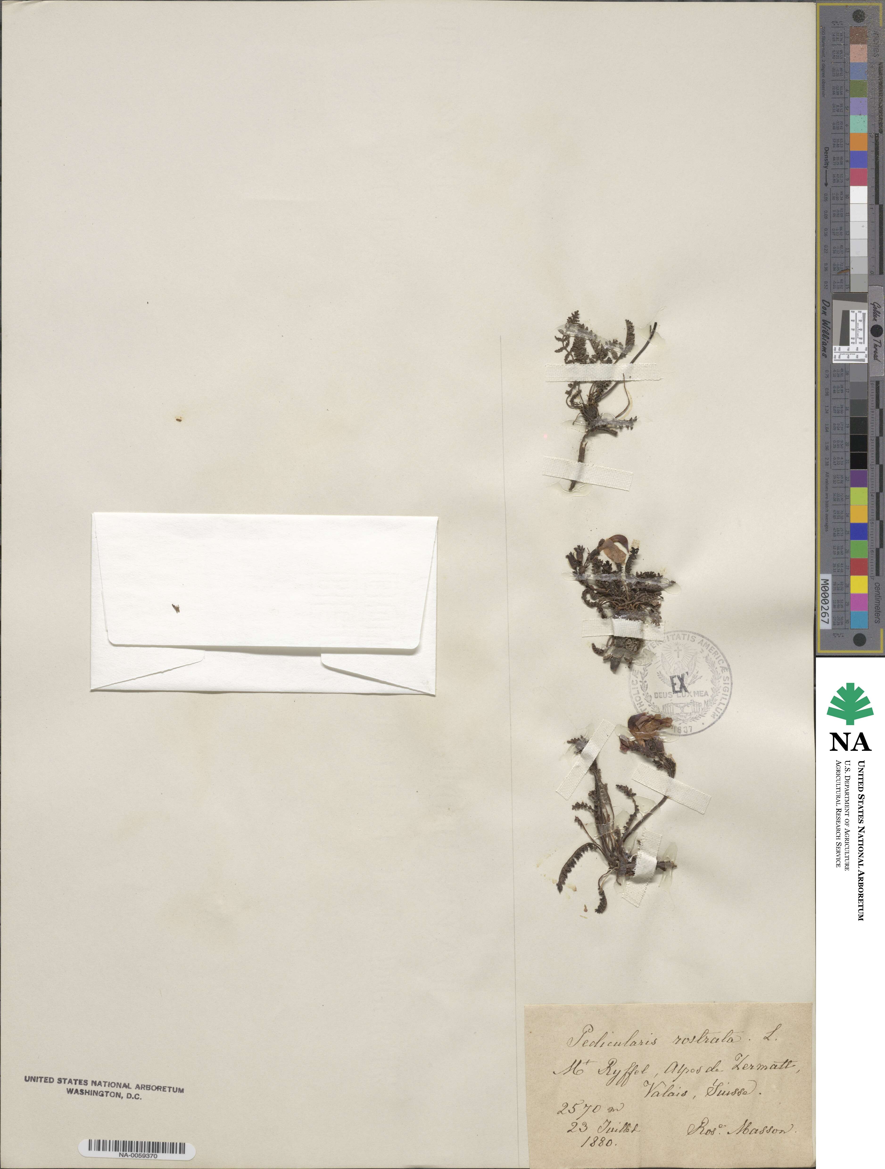 Pedicularis rostratospicata subsp. rostratospicata image