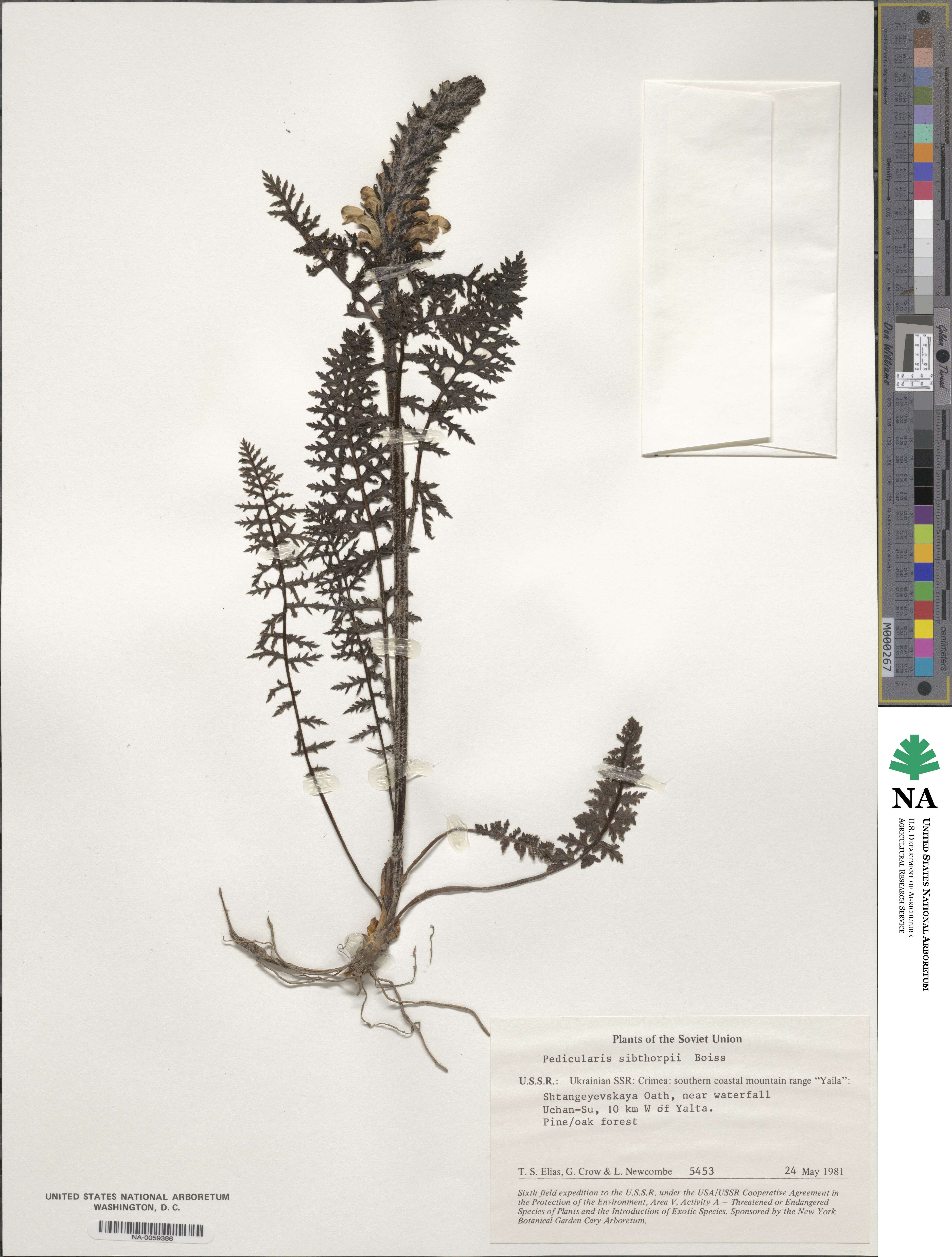 Pedicularis sibthorpii image