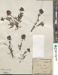 Pedicularis verticillata image