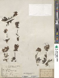 Pedicularis verticillata image