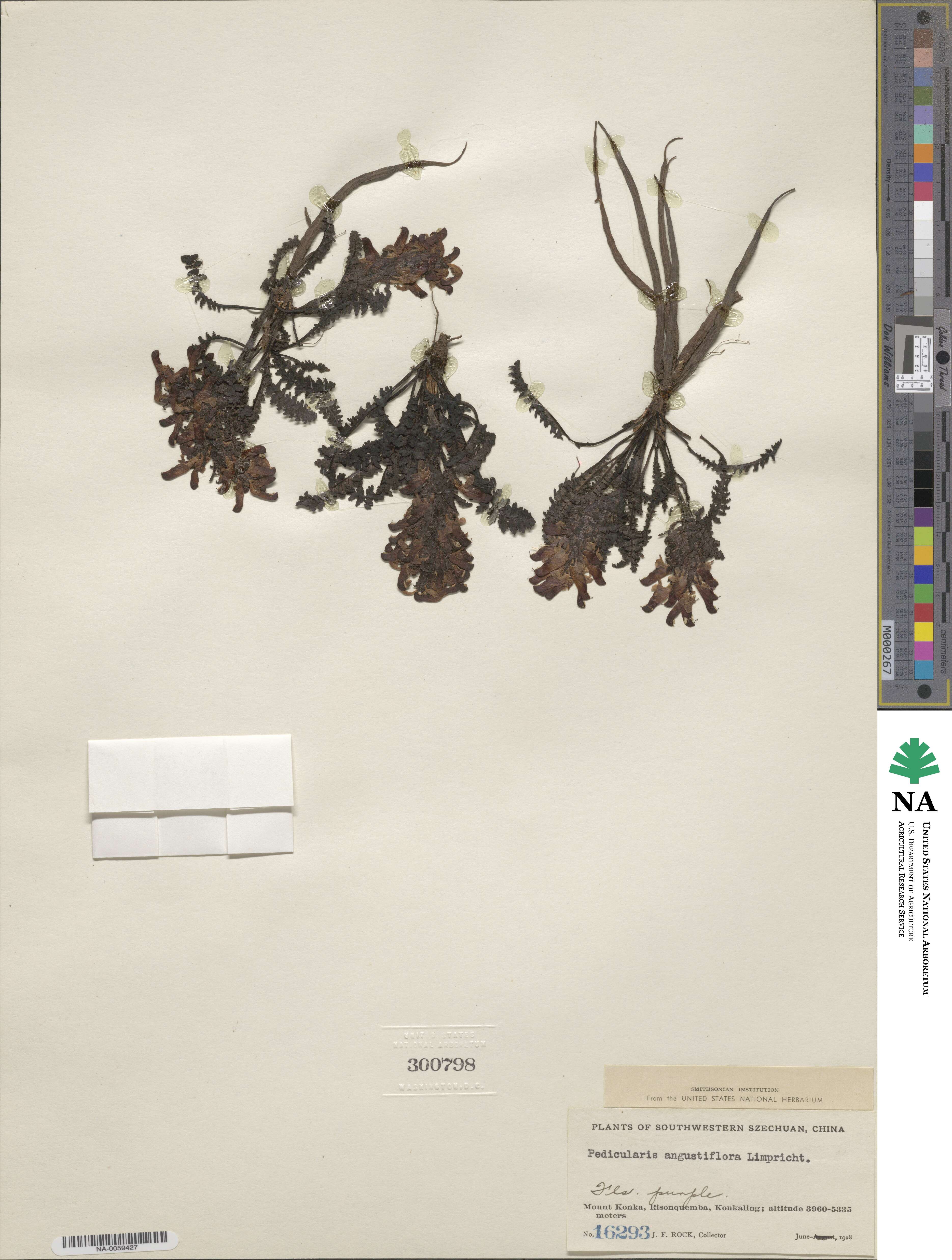 Pedicularis angustifolia image
