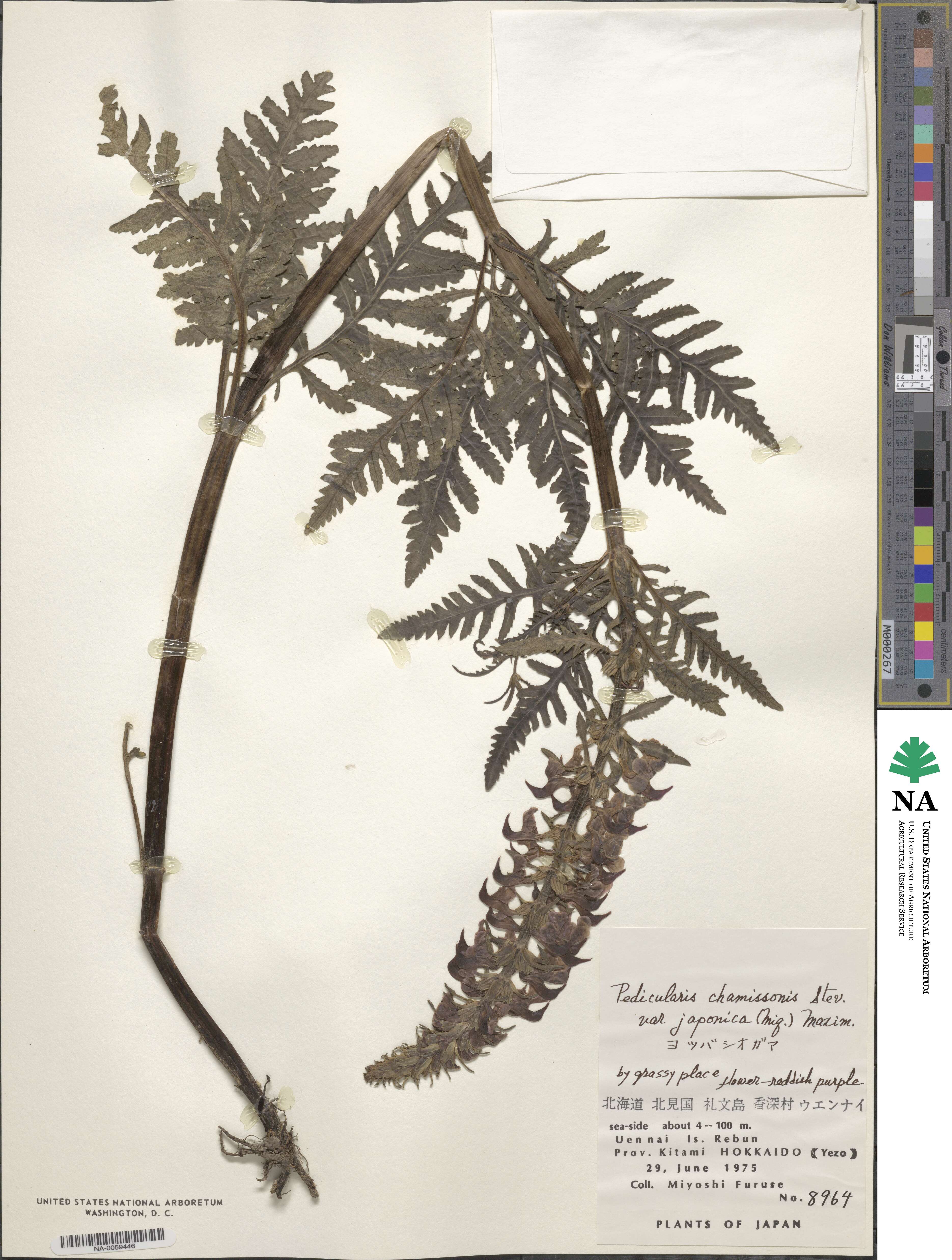 Pedicularis chamissonis var. japonica image