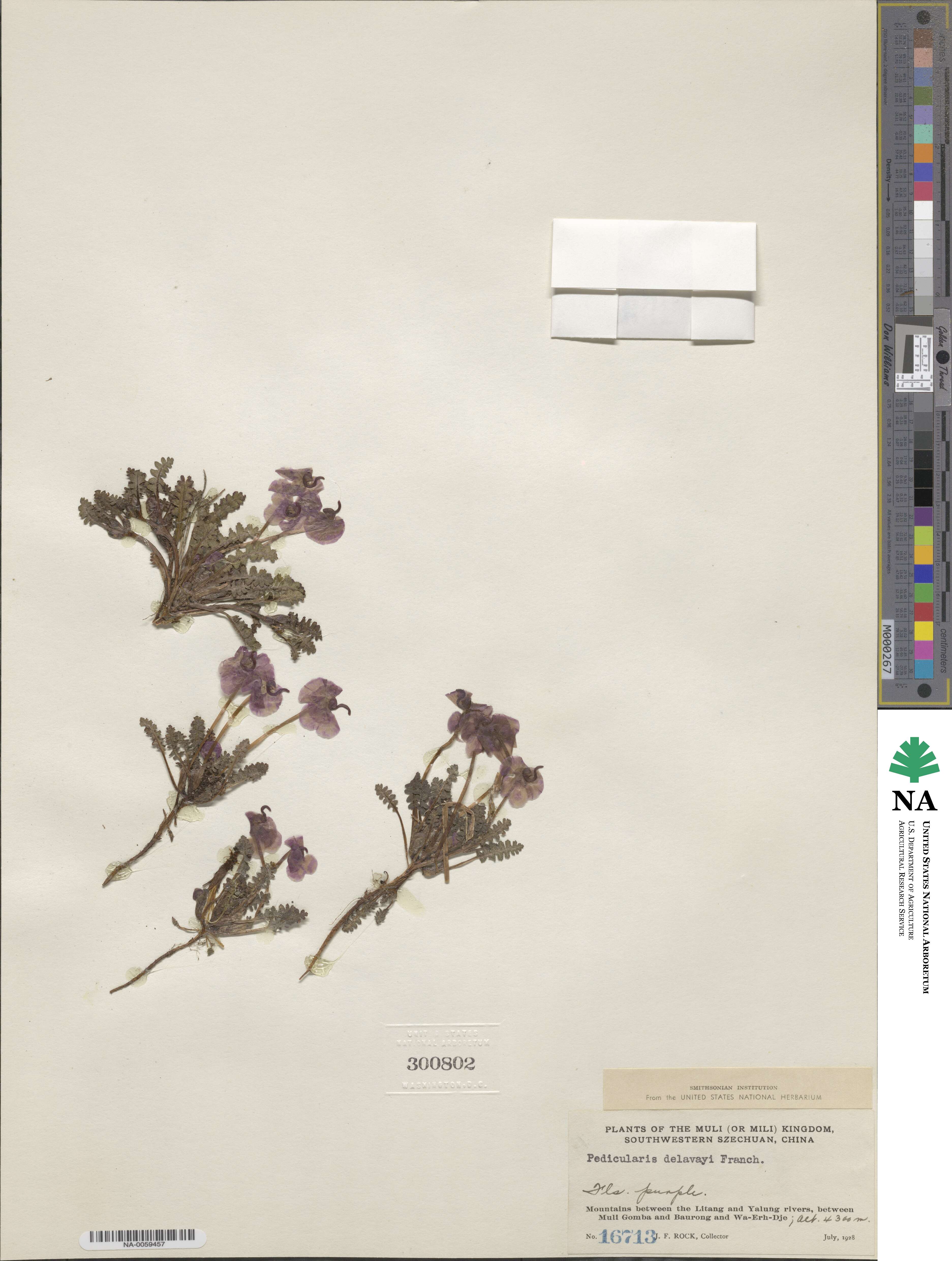 Pedicularis siphonantha var. delavayi image