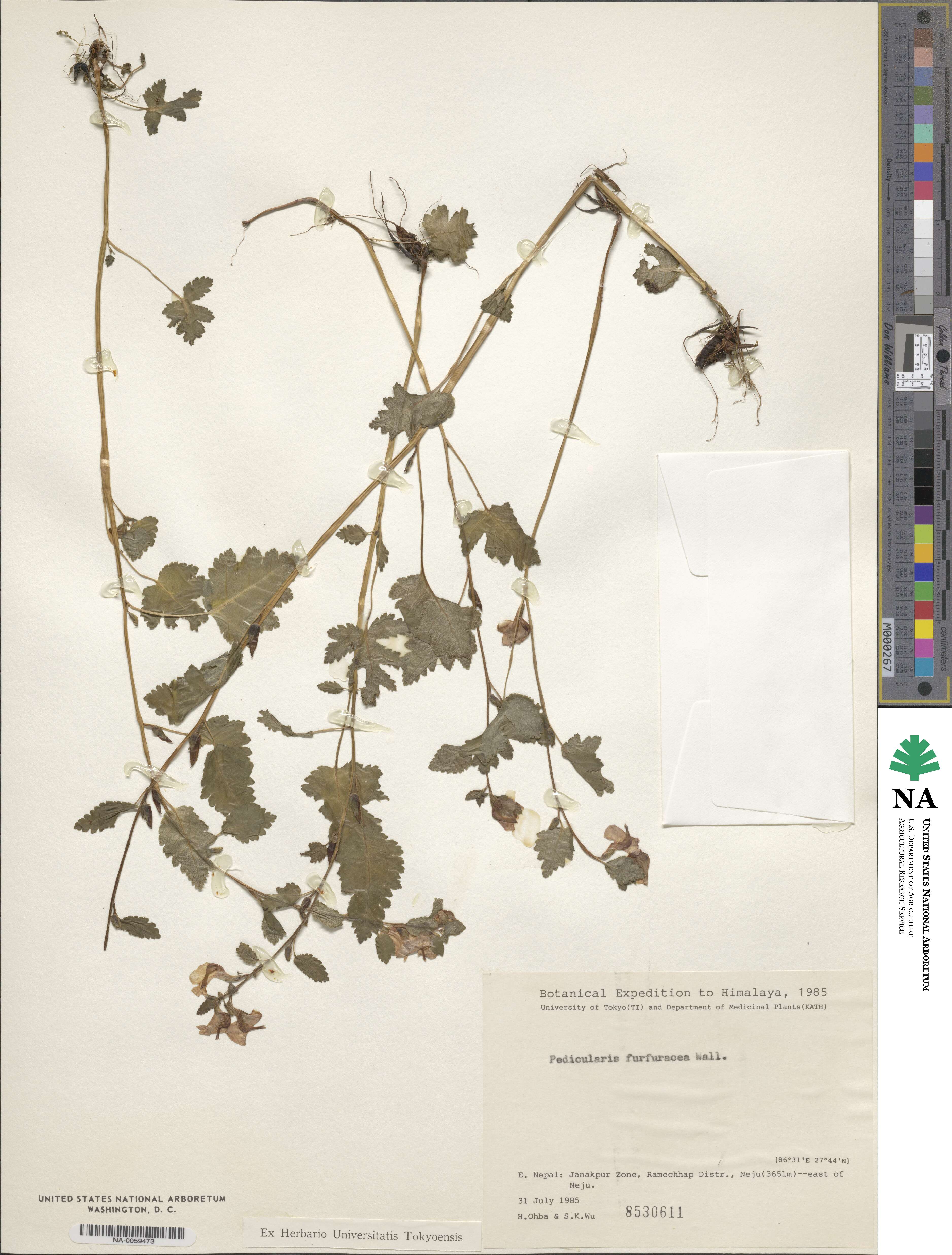 Pedicularis furfuracea image