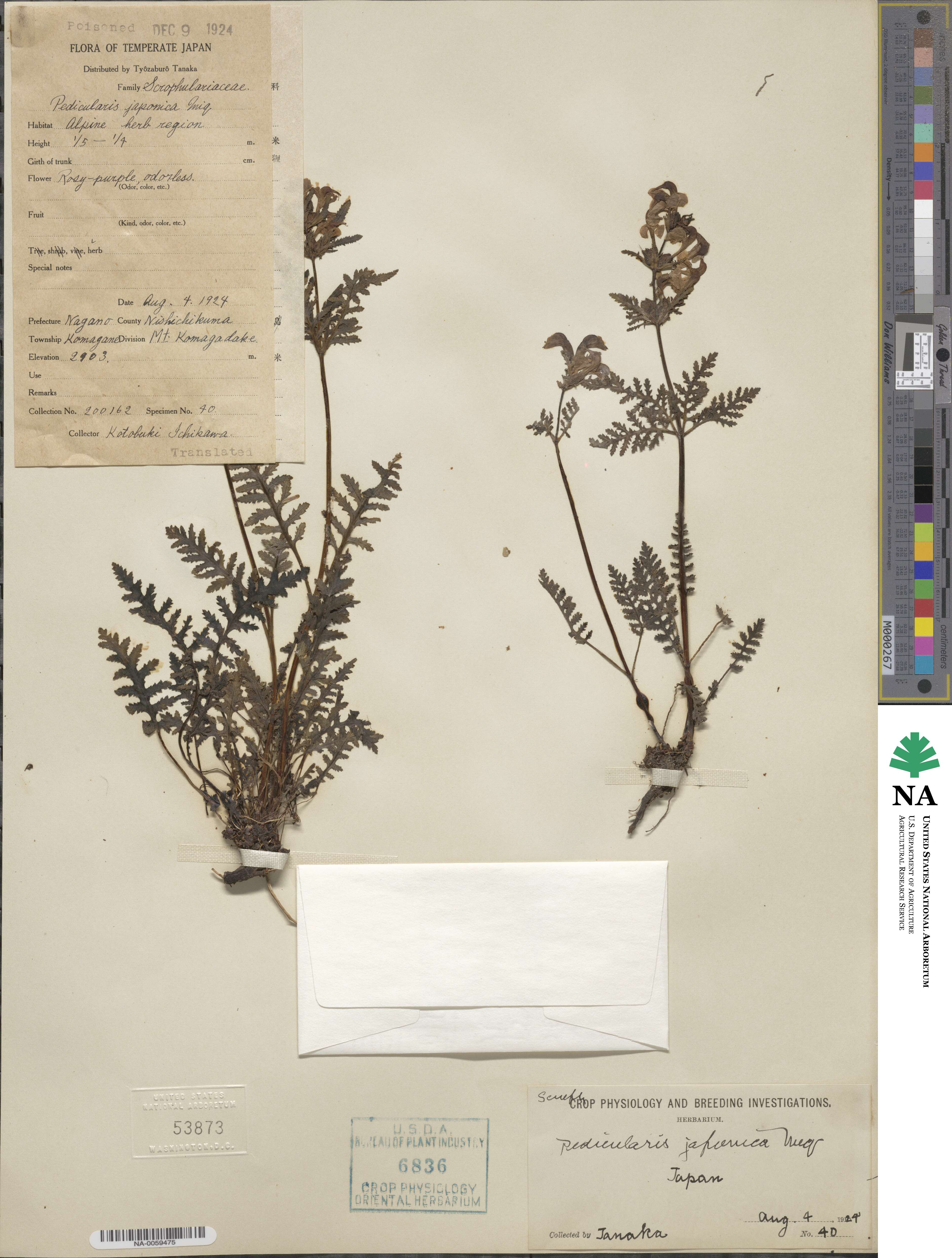 Pedicularis chamissonis var. japonica image