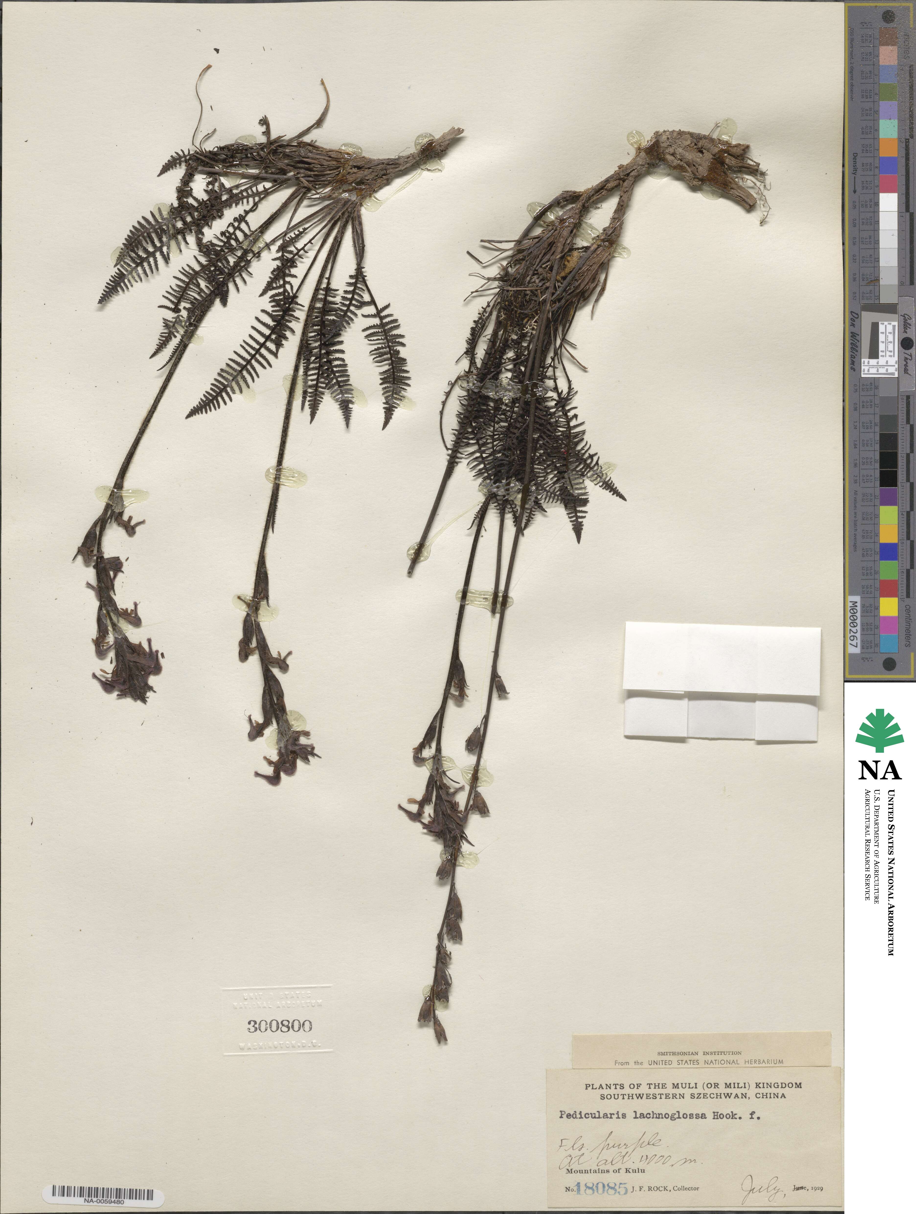 Pedicularis lachnoglossa image