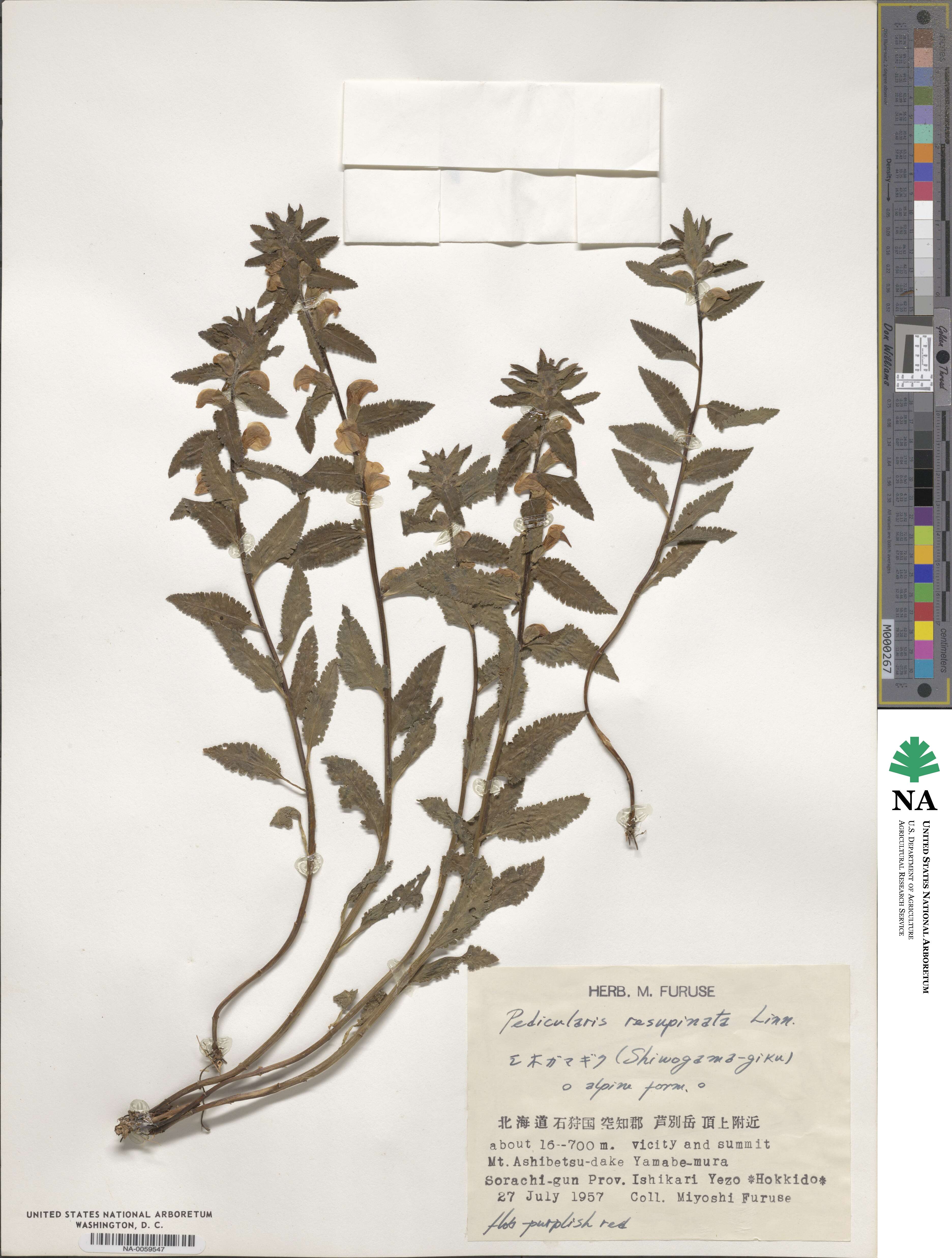 Pedicularis resupinata image