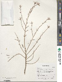 Image of Tsuga forrestii