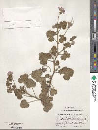 Pelargonium capitatum image