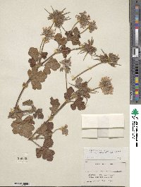 Pelargonium capitatum image