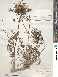 Image of Pelargonium carnosum