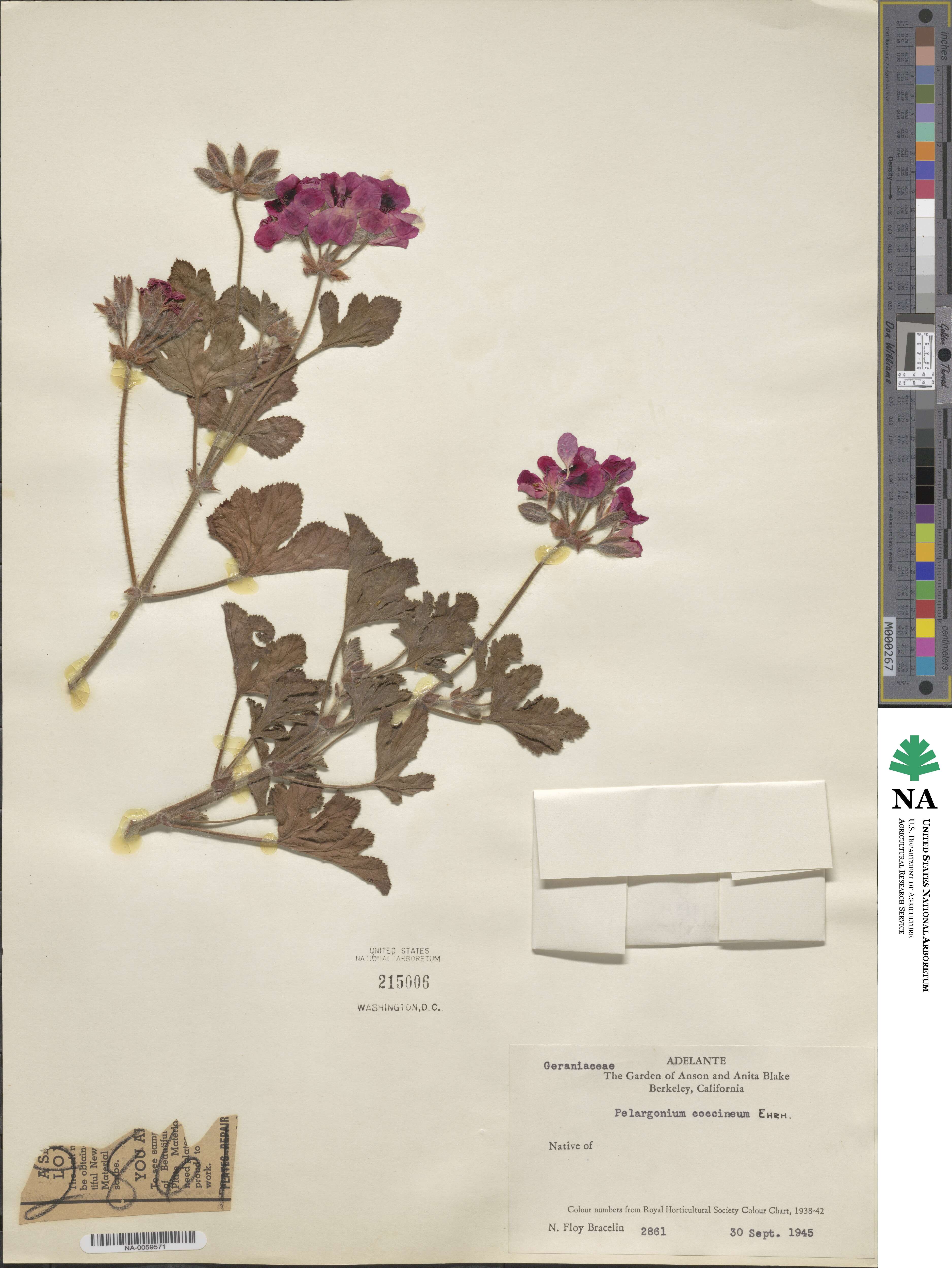 Pelargonium × hybridum image