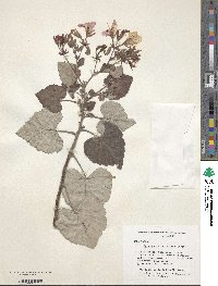 Image of Pelargonium cordifolium