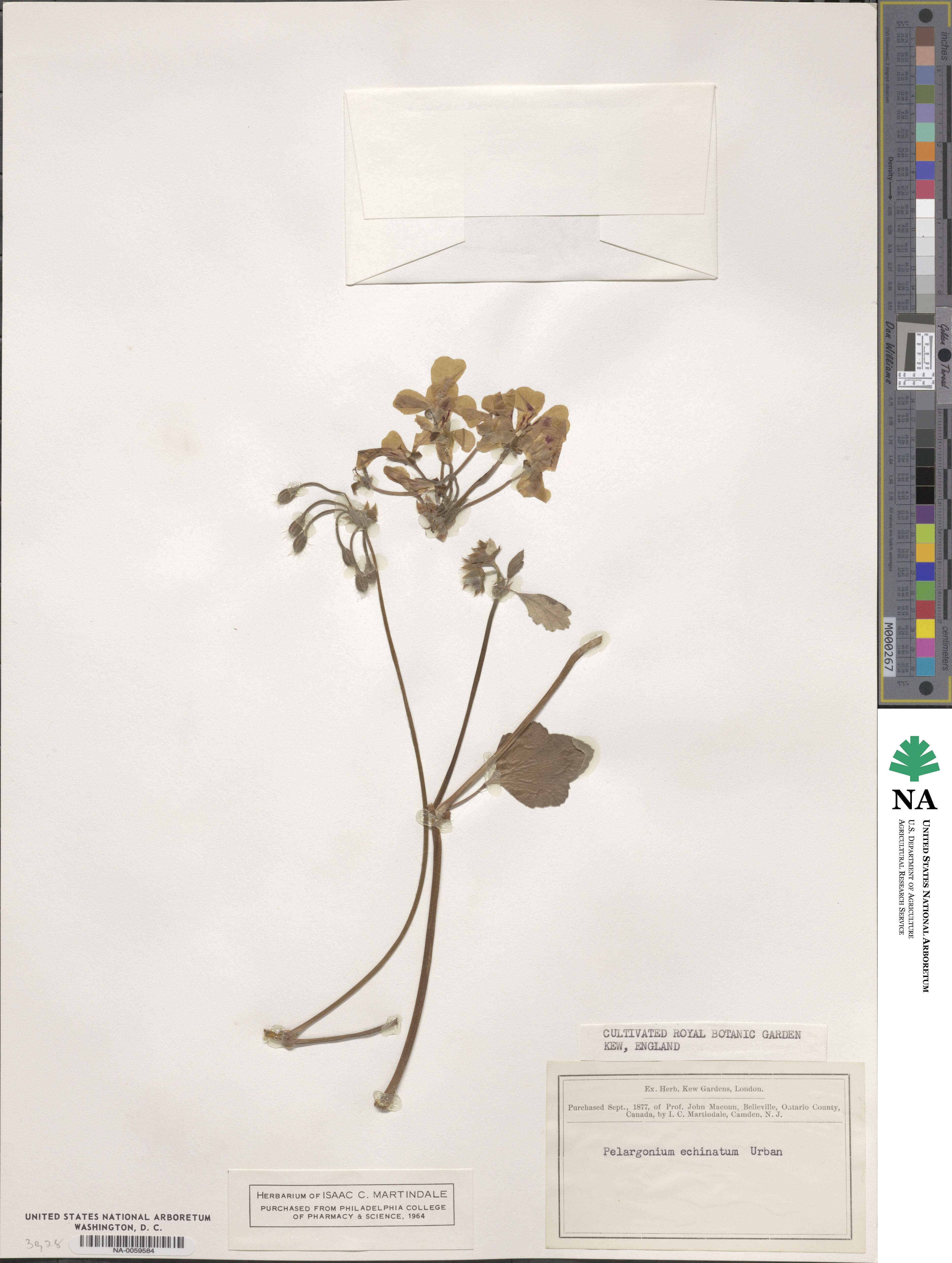 Pelargonium echinatum image