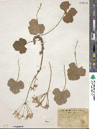 Pelargonium echinatum image