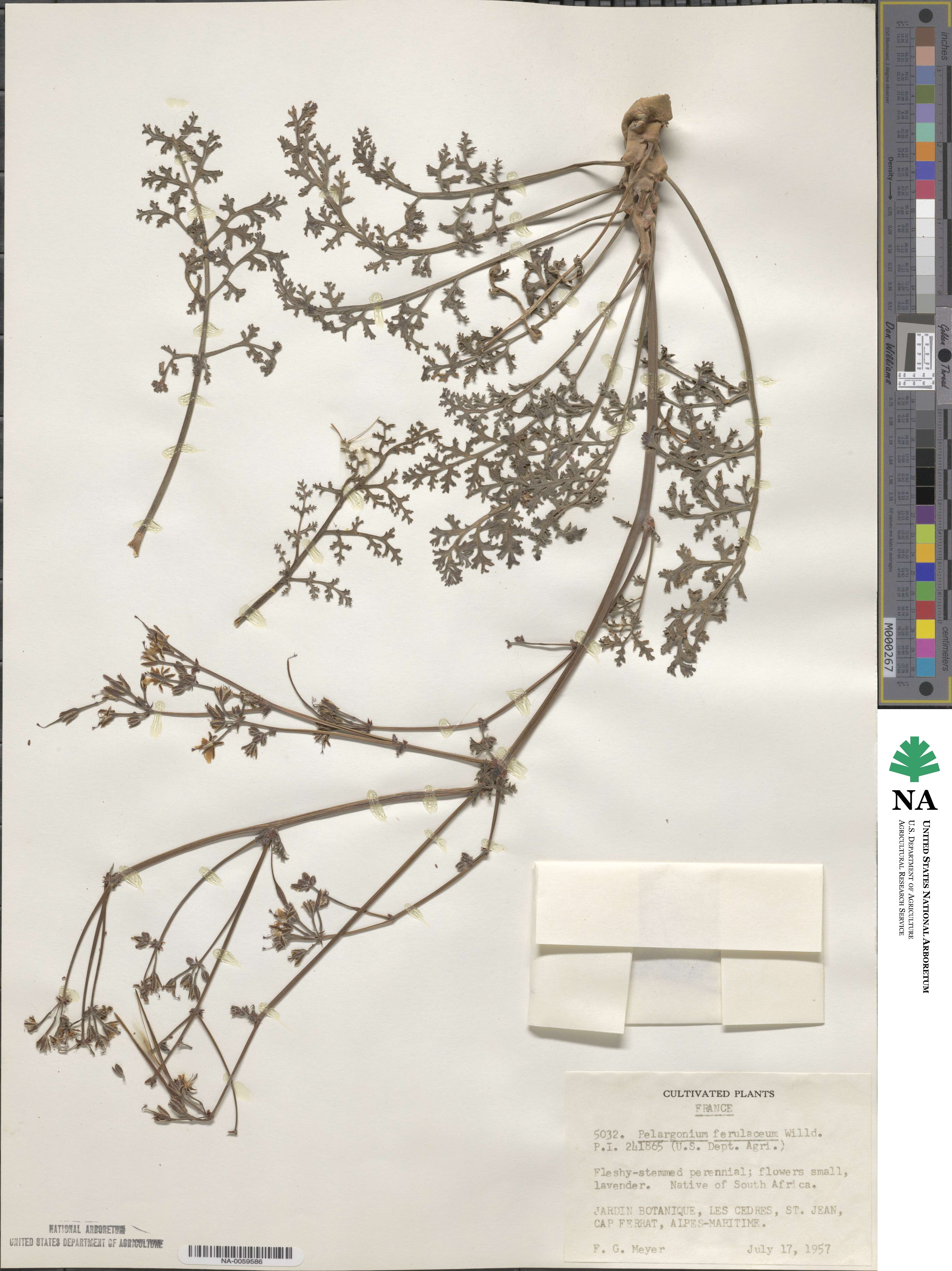 Pelargonium carnosum image