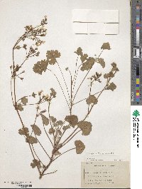 Pelargonium fragrans image