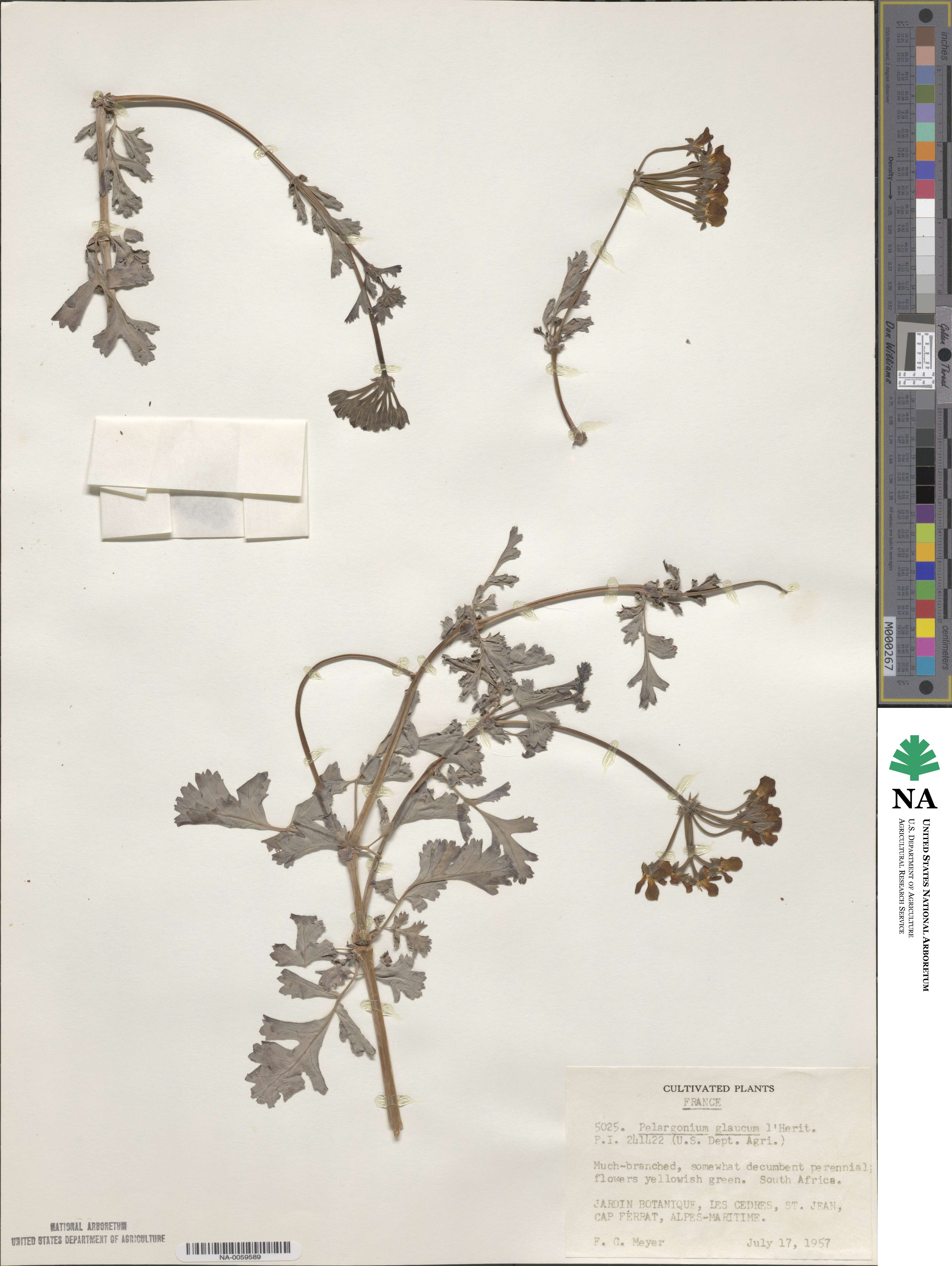 Pelargonium lanceolatum image