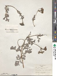 Image of Pelargonium lanceolatum