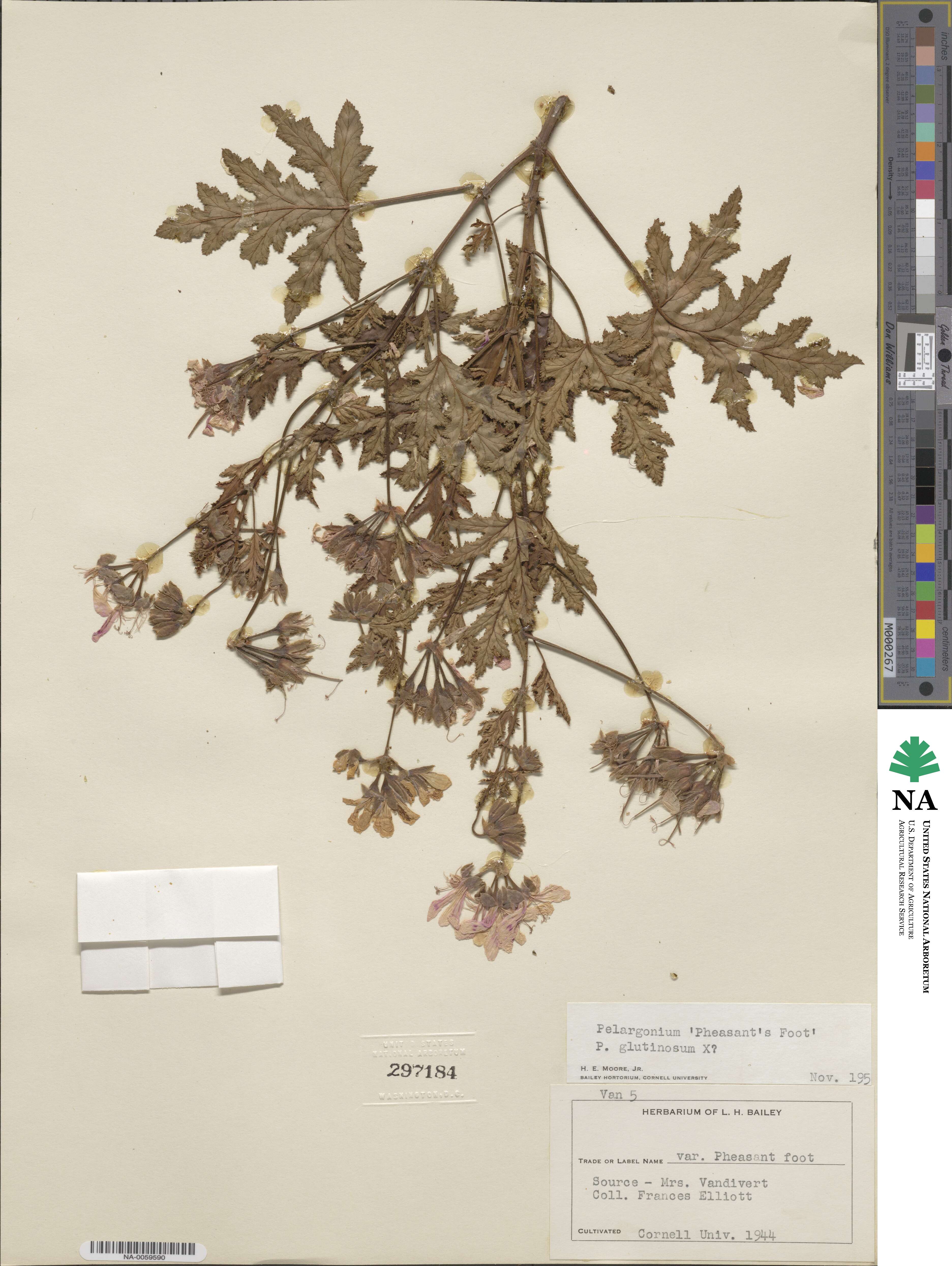 Pelargonium glutinosum image