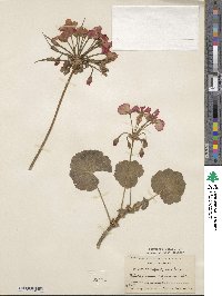 Pelargonium inquinans image