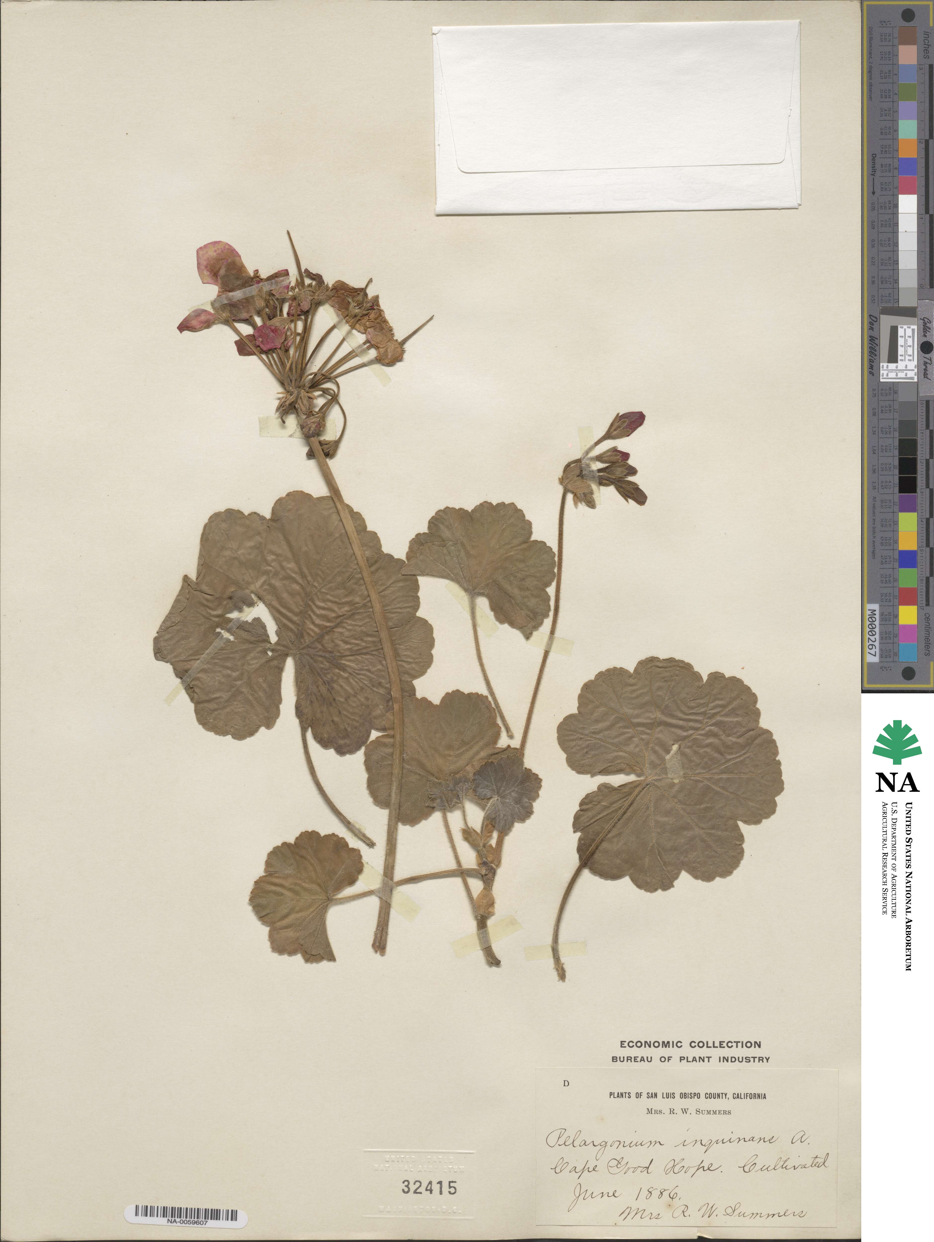 Pelargonium image