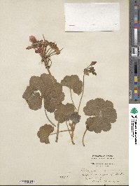 Pelargonium inquinans image