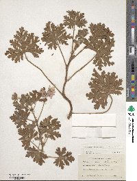 Pelargonium graveolens image