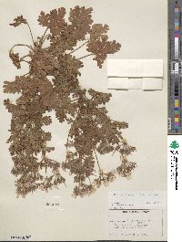 Pelargonium graveolens image