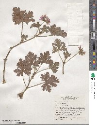 Pelargonium graveolens image