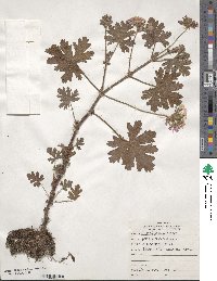 Pelargonium graveolens image