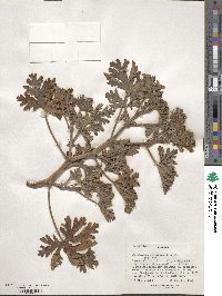 Pelargonium graveolens image