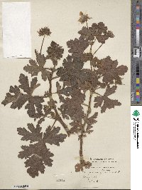 Pelargonium graveolens image