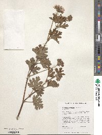 Pelargonium graveolens image