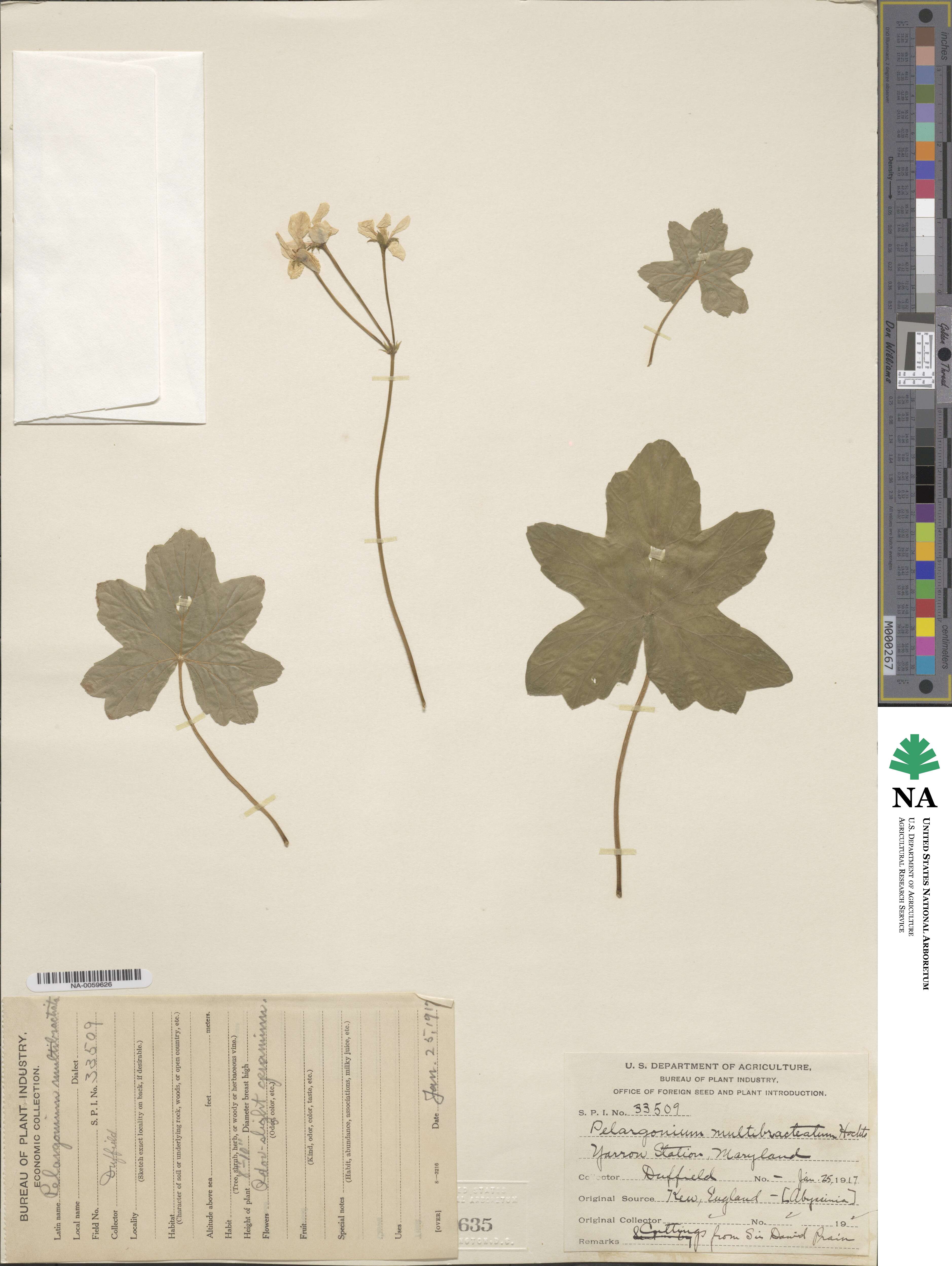 Pelargonium multibracteatum image