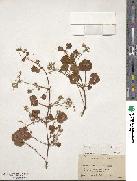 Pelargonium odoratissimum image