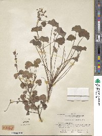 Pelargonium odoratissimum image