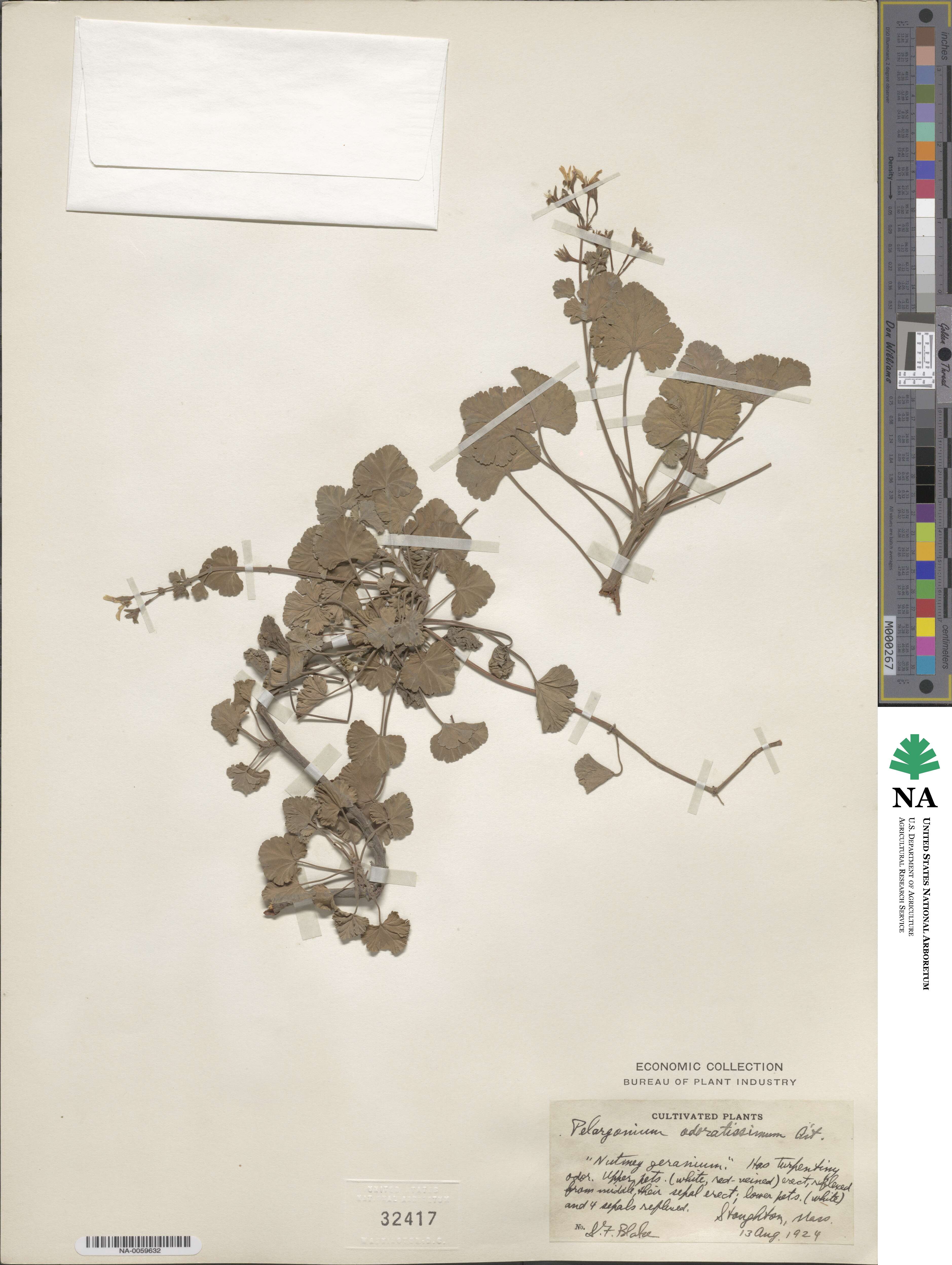 Pelargonium odoratissimum image