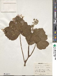 Image of Pelargonium papilionaceum