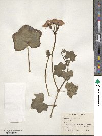 Pelargonium peltatum image