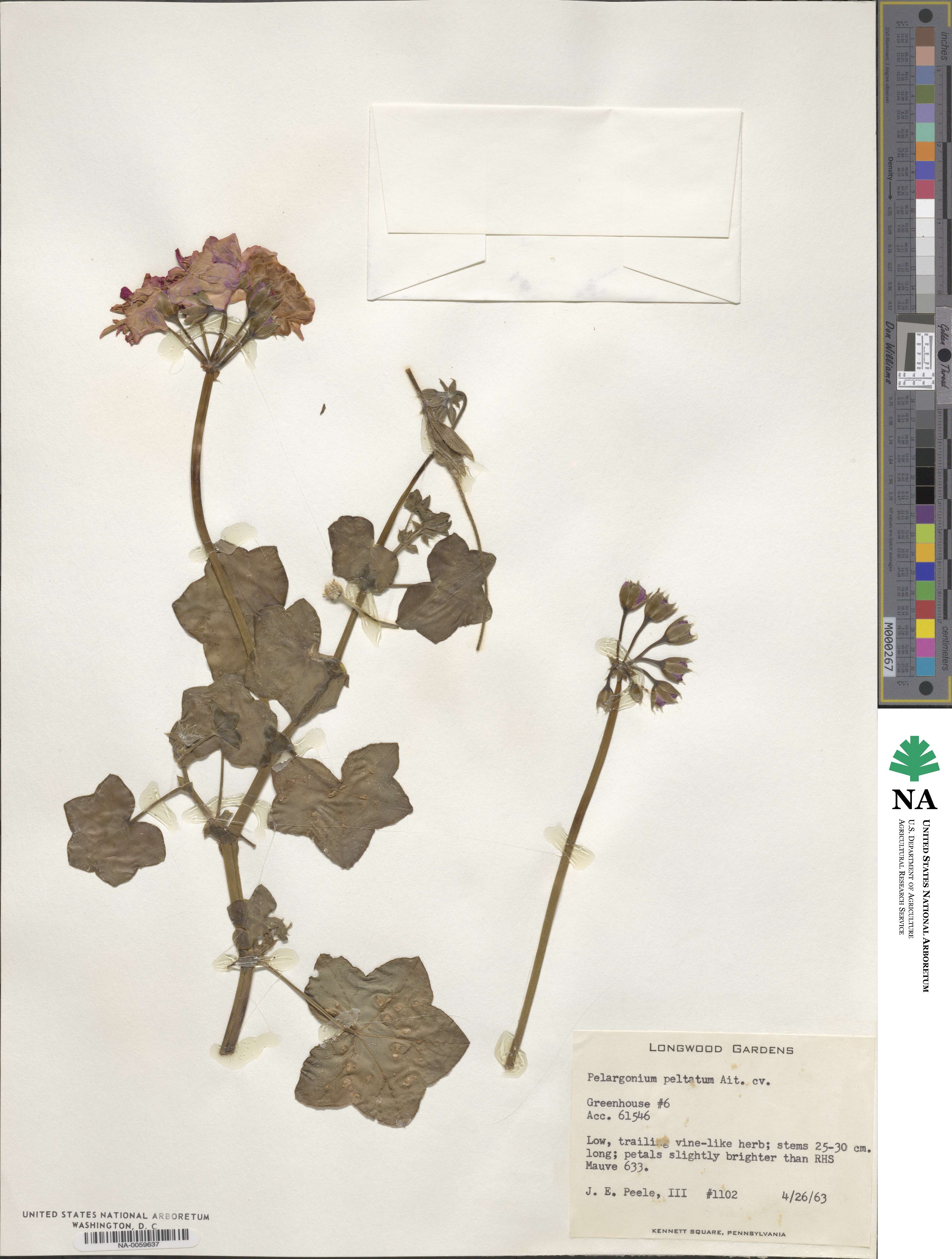 Pelargonium peltatum image