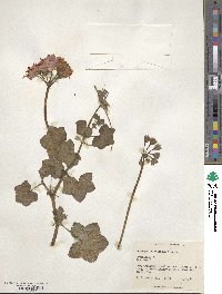 Pelargonium peltatum image