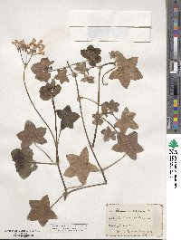 Pelargonium peltatum image