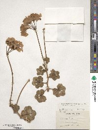 Pelargonium peltatum image