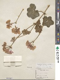 Pelargonium peltatum image