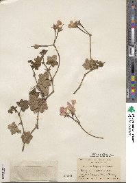 Pelargonium peltatum image