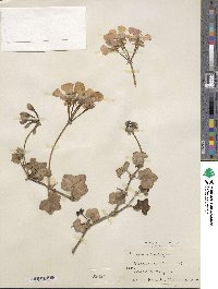 Pelargonium peltatum image