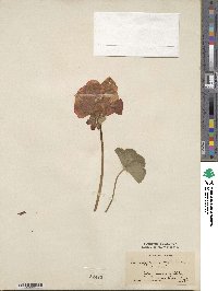 Pelargonium peltatum image