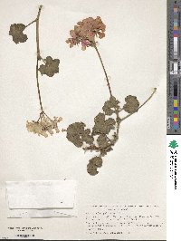 Pelargonium peltatum image